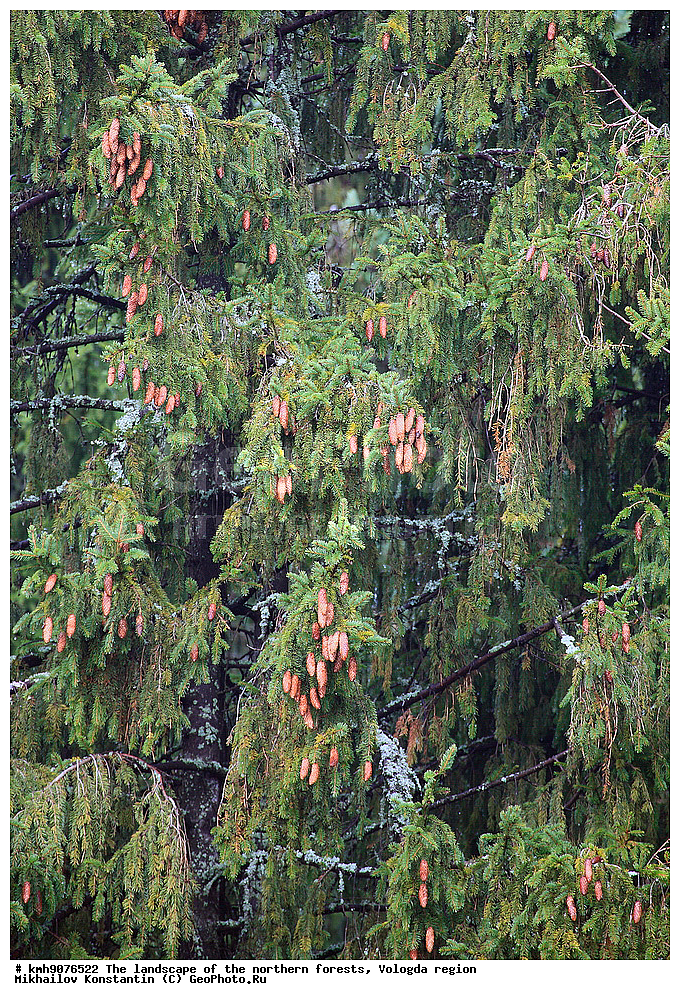 ��������, �������� ���, ���, ����������� �������, �������