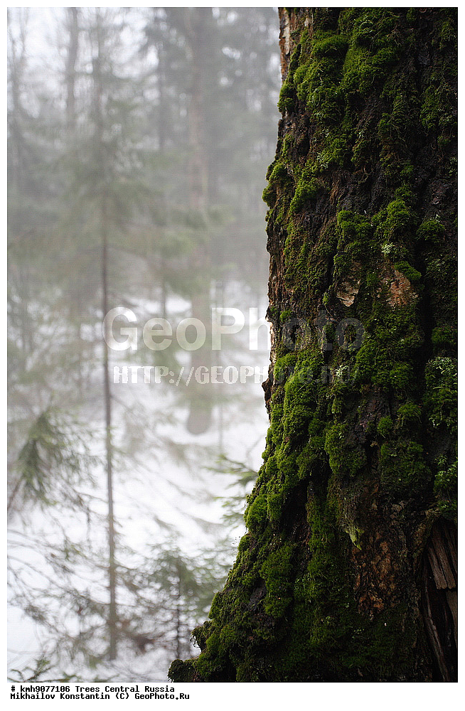 �����������, �������, ���, ��������, ������, ������� ������