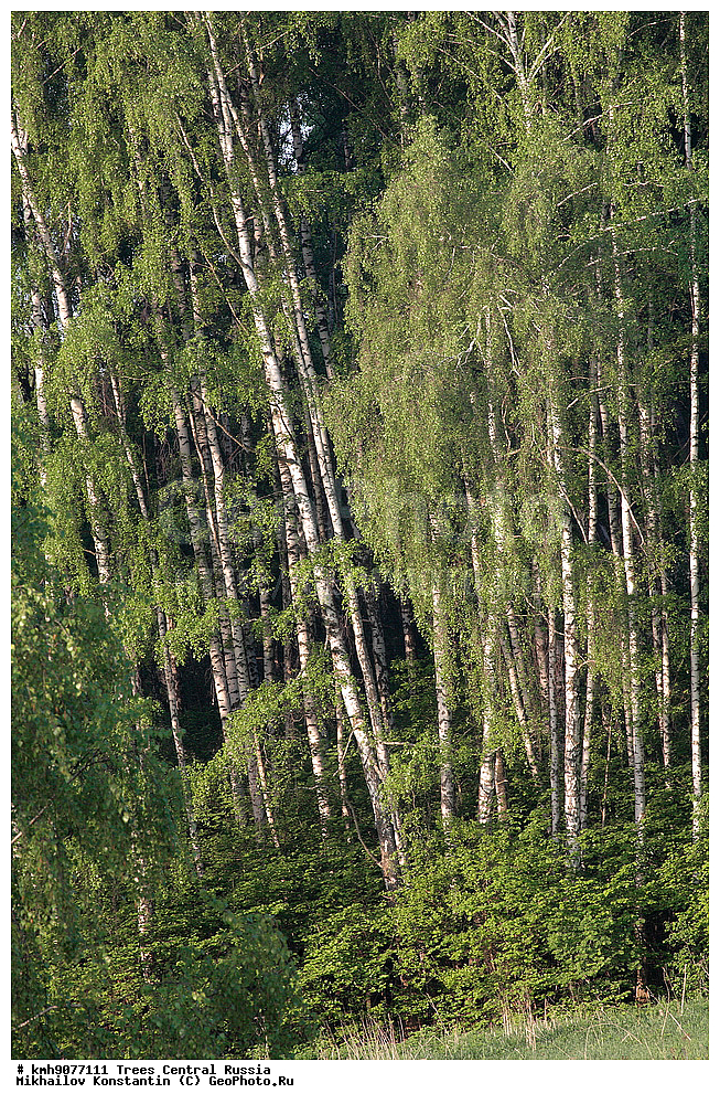 �����������, �������, ���, ��������, ������, ������� ������