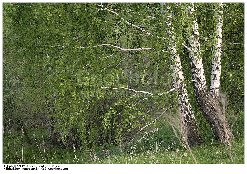 ������, ���, �����������, ������, �������, �������, ������, ���������, ����, ������, ������, ������� �������, ������