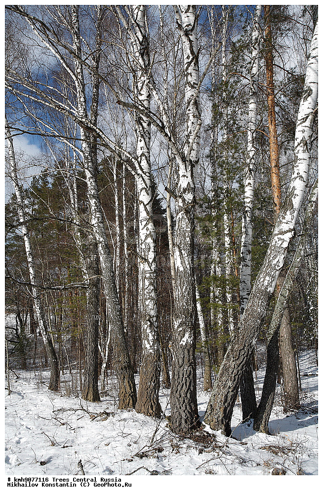 �����������, �������, ���, ��������, ������, ������� ������