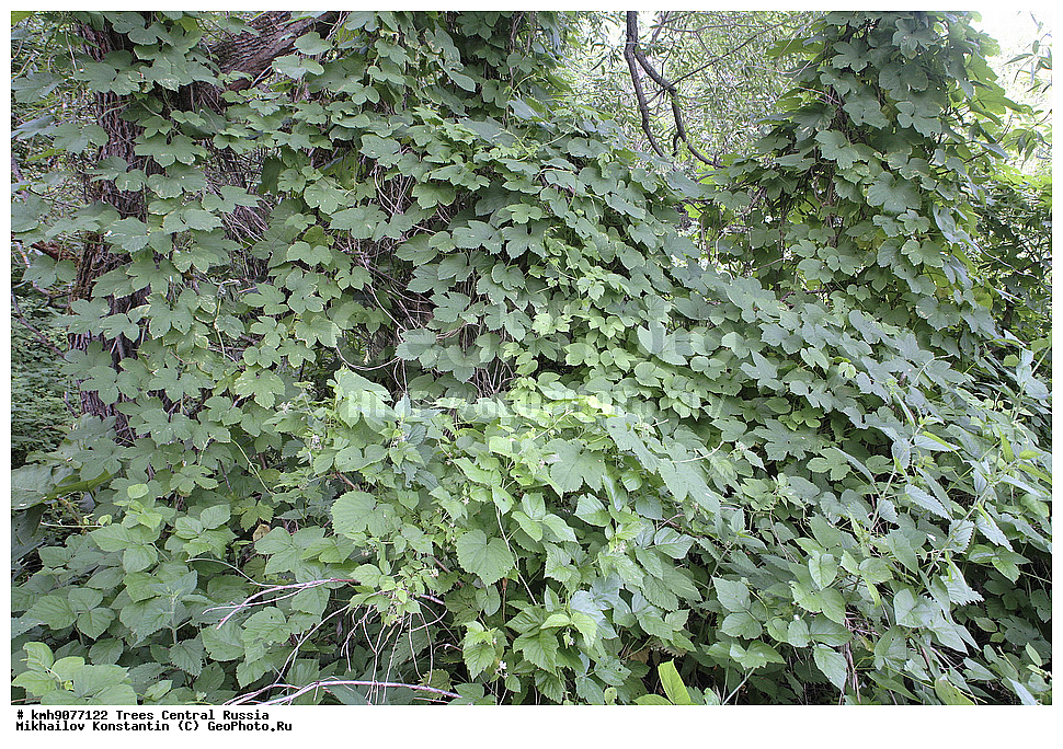 ������, ���, �����������, ������, �������, ���������, ������, ������, ������� �������, ������, ������ ��������, �����, ���������� ��������, ������������ ��������, ������������ ��������, ������, �����, XYZ, ���������, Cannabaceae, ����� ������������, ����� ��������, Humulus lupulus