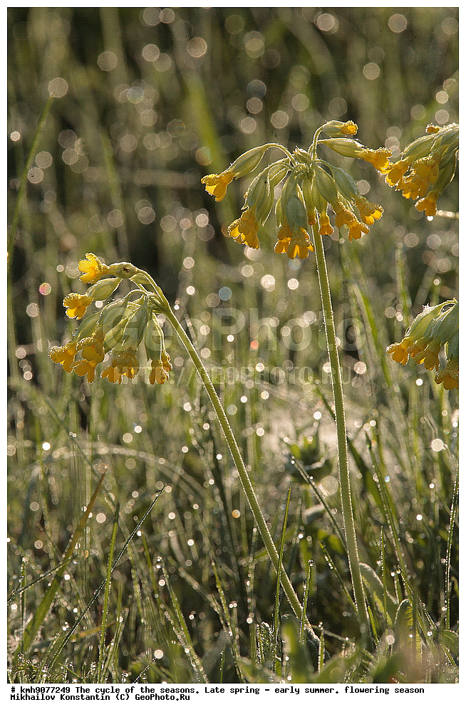 ������, ������� �����������, �������, �����, ����, ��������, ���� ���, ������, ������� ������, ���������, �����, ������ ��������, �����, ���������� ��������, ������������ ��������, ������������ ��������, ������, �����, XYZ, ������������, ����������, Primulaceae, ��������� ��������, ������� �������� ��������� �������������, ��������� ���������, Primula veris, Primula officinalis