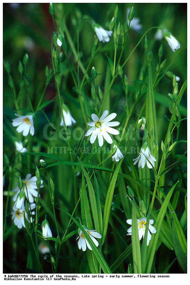 ��������, �������, �����, ���, ������, ������� ������, ��������� ������� �����������, �����, ������ ��������, �����, ���������� ��������, ������������ ��������, ������������ ��������, ������, �����, XYZ, �����������, ����������, Caryophyllaceae, ���������� ��������������, ���������� �������������, ���������� �������������, Stellaria holostea, Alsine holostea