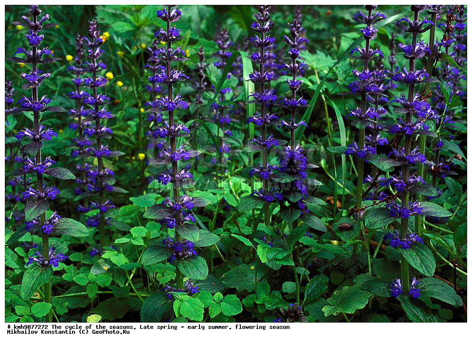 ������, ���, �������� �������., �������, �����, ����, ���������, ����, ���, ��������, ��������, ������, ������� ������, ��������� ������� �����������, �����, ������ ��������, �����, ���������� ��������, ������������ ��������, ������������ ��������, ������, �����, XYZ, ����������, �����������, Lamiaceae, Labiatae, ������� ��������, Ajuga reptans