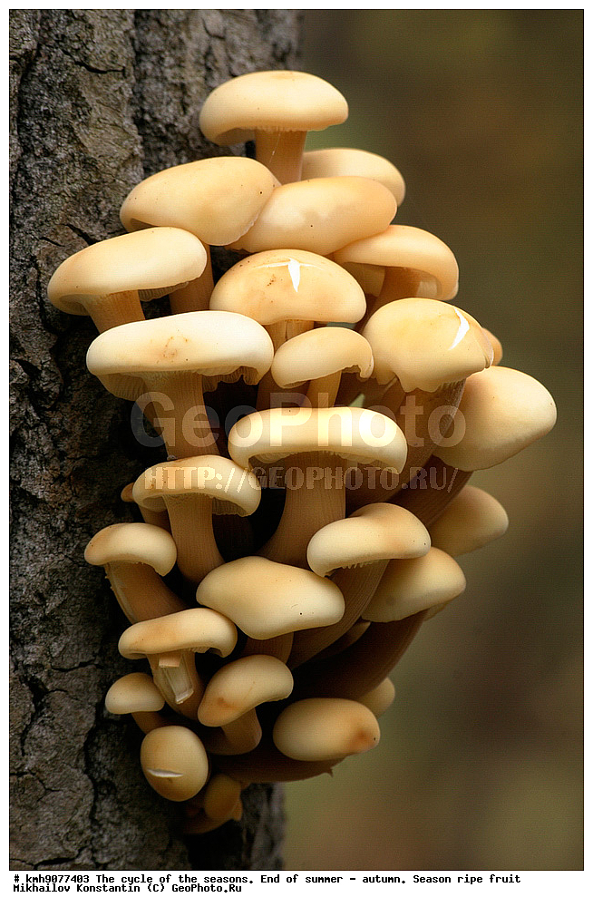 ����, ������, ��������