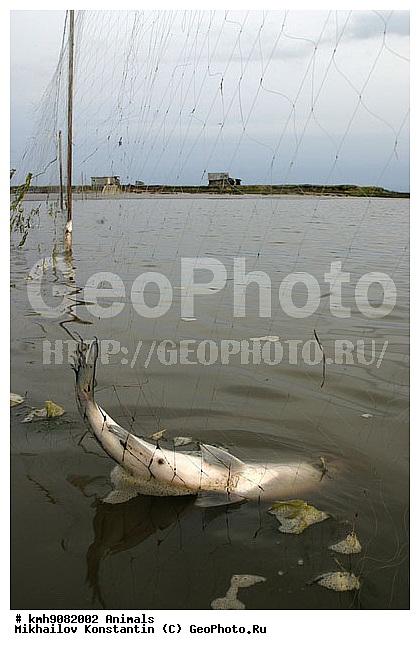 ��������, ����, �������, ����