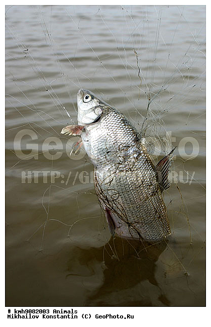 ��������, ����, �������, ����