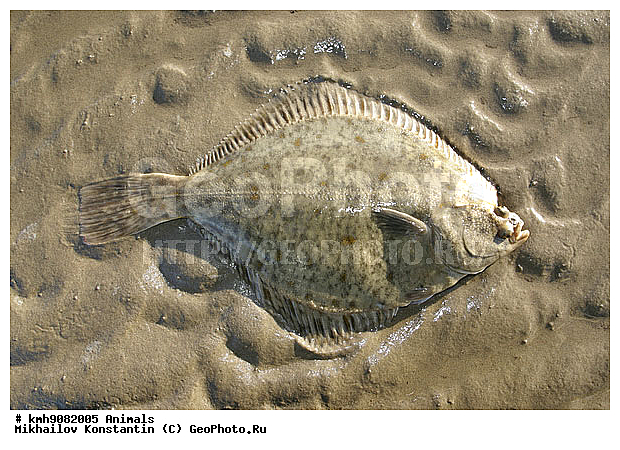 ��������, �������, ����, ����