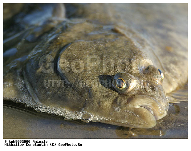 ��������, �������, ����, ����