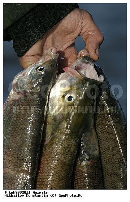 ��������, ����, �������, ����