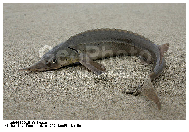 ��������, ����, ����, �����, ���������