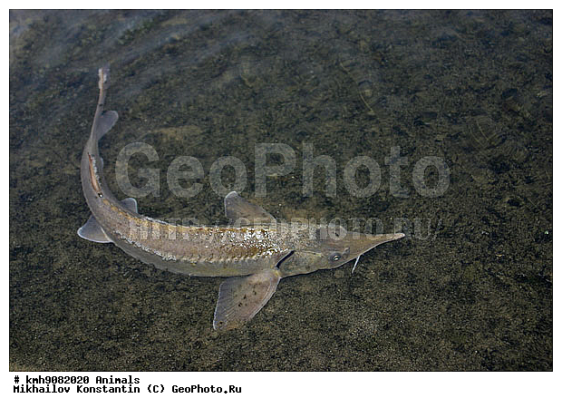 ��������, ����, ����, �����, ���������