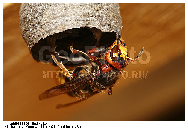 ��������, ���������, ������������ ���������, �����������������, ��������������, �������������, ��������������