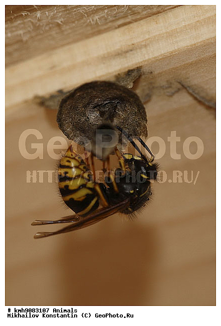 ��������, ���������, ������������ ���������, �����������������, ��������������, �������������, ��������������