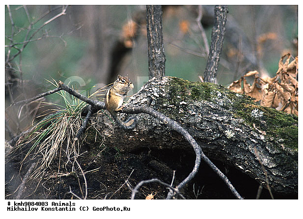 ��������, ��������, �������������, ���������