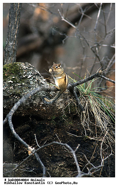 ��������, ��������, �������������, ���������