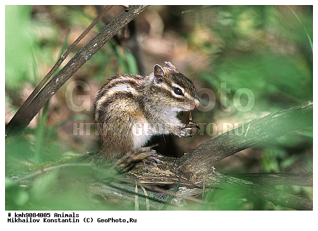 ��������, ��������, �������������, ���������