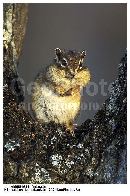 ��������, ��������, �������������, ���������, ����