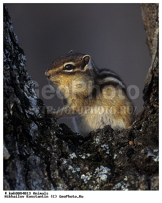 ��������, ��������, �������������, ���������