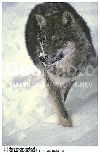 ����, ��������, �������������, ������, ��������, ��������, �������������, �������������, �����, �����, �������, ������, XYZ, ������, �������, ������, Canidae, ����, ����� ����, ������������ ����, Canis lupus