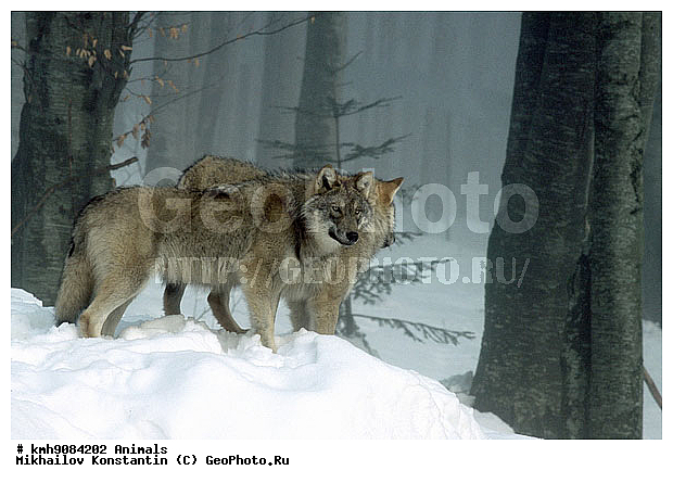 ����, ��������, �������������, ������, ��������, ��������, �������������, �������������, �����, �����, �������, ������, XYZ, ������, �������, ������, Canidae, ����, ����� ����, ������������ ����, Canis lupus