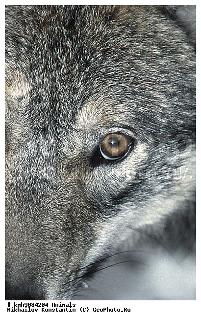 ������, ����, �����, ��������, �������������, ��������, ������, ��������, ��������, �������������, �������������, �����, �����, �������, ������, XYZ, ������, �������, ������, Canidae, ����, ����� ����, ������������ ����, Canis lupus