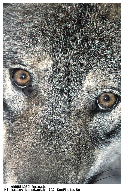 ������, ����, �����, ��������, �������������, ��������, ������, ��������, ��������, �������������, �������������, �����, �����, �������, ������, XYZ, ������, �������, ������, Canidae, ����, ����� ����, ������������ ����, Canis lupus