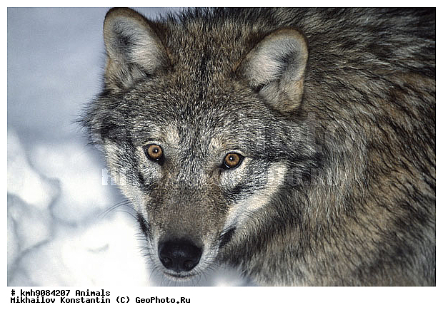 ����, ��������, �������������, ������, ��������, ��������, �������������, �������������, �����, �����, �������, ������, XYZ, ������, �������, ������, Canidae, ����, ����� ����, ������������ ����, Canis lupus