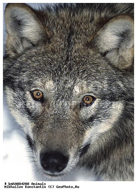 ������, ����, �����, ��������, �������������, ��������, ������, ��������, ��������, �������������, �������������, �����, �����, �������, ������, XYZ, ������, �������, ������, Canidae, ����, ����� ����, ������������ ����, Canis lupus