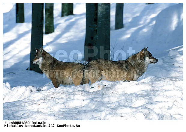 ����, ����, ��������, �������������, ����, ������, ��������, ��������, �������������, �������������, �����, �����, �������, ������, XYZ, ������, �������, ������, Canidae, ����, ����� ����, ������������ ����, Canis lupus