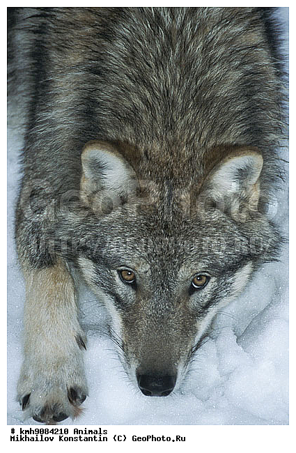 ����, ��������, �������������, ������, ��������, ��������, �������������, �������������, �����, �����, �������, ������, XYZ, ������, �������, ������, Canidae, ����, ����� ����, ������������ ����, Canis lupus