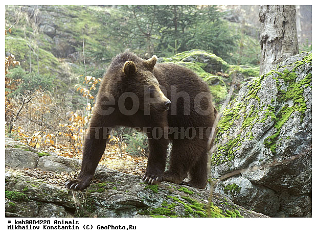 ����� �������, ��������, �������, �����, �������������, ������, �������������, �����, �����, XYZ, ��������, Ursidae, ����� �������, ������������ �������, Ursus arctos