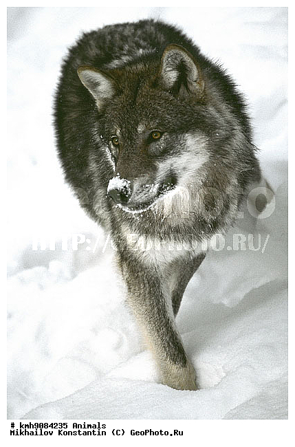 ����, ��������, �������������, ������, ��������, ��������, �������������, �������������, �����, �����, �������, ������, XYZ, ������, �������, ������, Canidae, ����, ����� ����, ������������ ����, Canis lupus