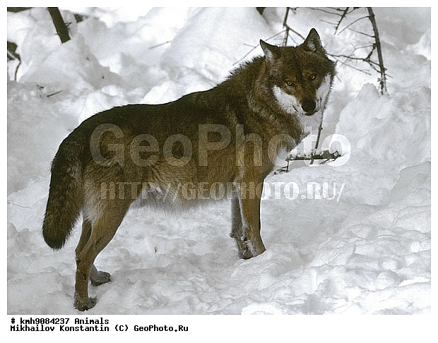 ����, ��������, �������������, ������, ��������, ��������, �������������, �������������, �����, �����, �������, ������, XYZ, ������, �������, ������, Canidae, ����, ����� ����, ������������ ����, Canis lupus