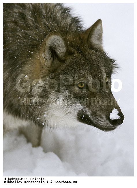 ����, ��������, �������������, ������, ��������, ��������, �������������, �������������, �����, �����, �������, ������, XYZ, ������, �������, ������, Canidae, ����, ����� ����, ������������ ����, Canis lupus