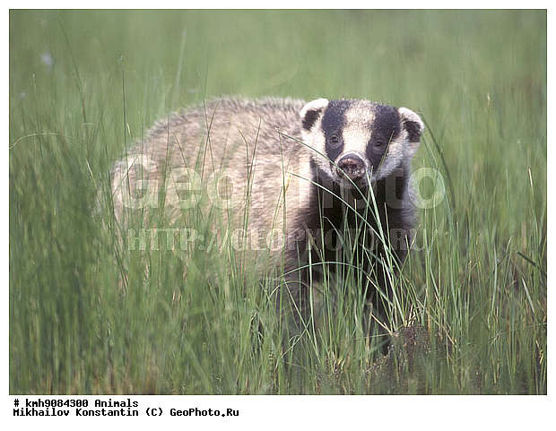 ����, ��������, ��������, �������������, �������������, �����, �����, �������, ������, XYZ, �����, ���������, Mustelidae, ��������� ������, Meles leucurus