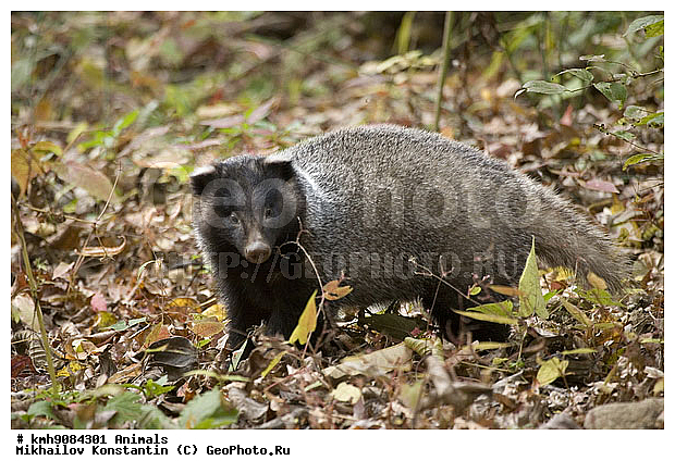 ., ��������, ��������, �������������, �������������, �����, �����, �������, ������, XYZ, �����, ���������, Mustelidae, ��������� ������, Meles leucurus, �������� ������, Meles leucurus amurensis