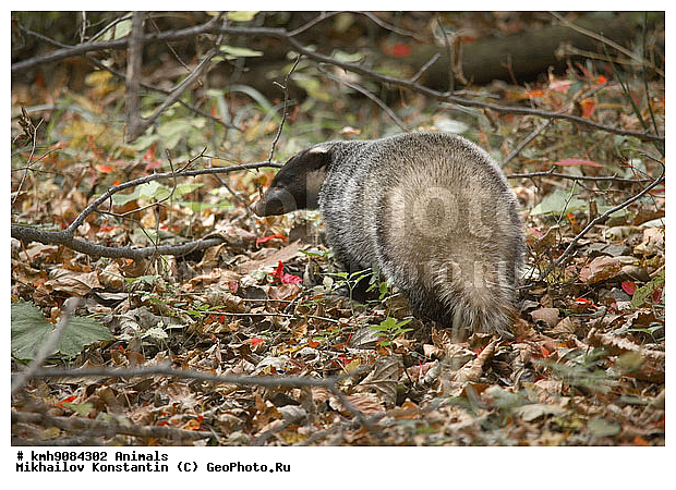 ., ��������, ��������, �������������, �������������, �����, �����, �������, ������, XYZ, �����, ���������, Mustelidae, ��������� ������, Meles leucurus, �������� ������, Meles leucurus amurensis