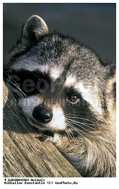 ����, ��������, �������������, ��������, ��������, �������������, �������������, �����, �����, �������, ������, XYZ, ��������, Procyonidae, ����-��������, ������������ ����, Procyon lotor