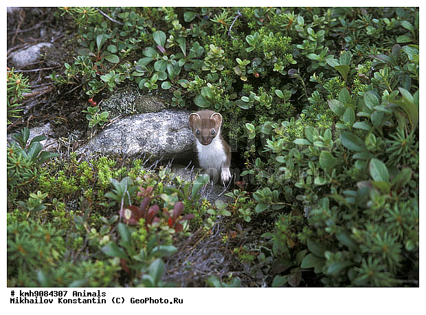 ��������, �������������