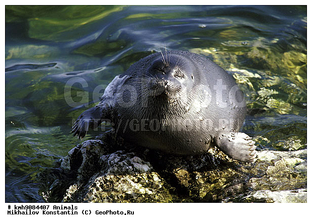 ��������, ����������, �������������, �����