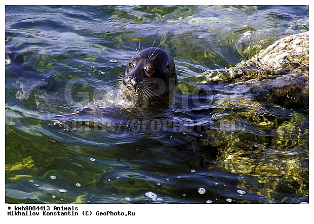 ��������, ����������, �������������, �����