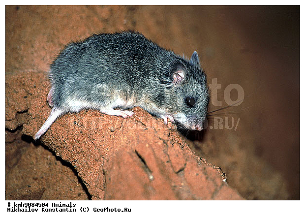 ������, �������, ��������, �������������