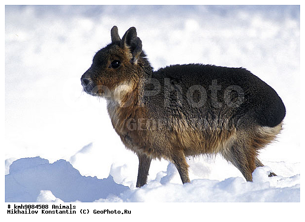 ������, �������, ��������, �������������