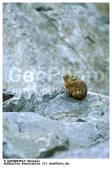 ������, �������, ��������, �������������