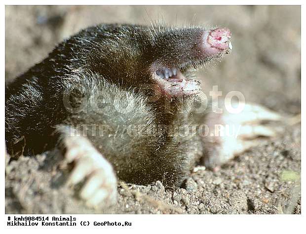 ��������, ����, �������������