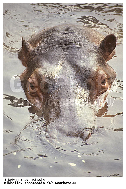 �������, ��������, ��������, �������������, �������������, �����, �����, XYZ, �����������, Hippopotamidae, ������������ �������, ����������, Hippopotamus amphibius