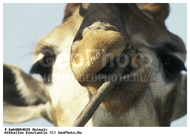 ��������, �����, ��������, �������������, �������������, �����, �����, XYZ, ���������, Giraffidae, Giraffa camelopardalis, �����