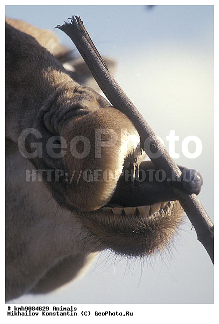 ��������, ��������, �������������